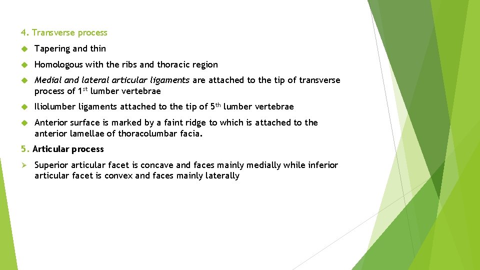 4. Transverse process Tapering and thin Homologous with the ribs and thoracic region Medial