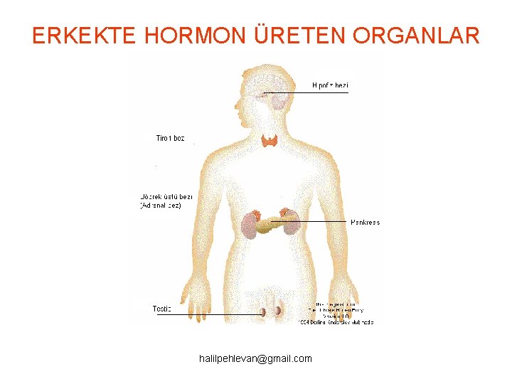 ERKEKTE HORMON ÜRETEN ORGANLAR halilpehlevan@gmail. com 