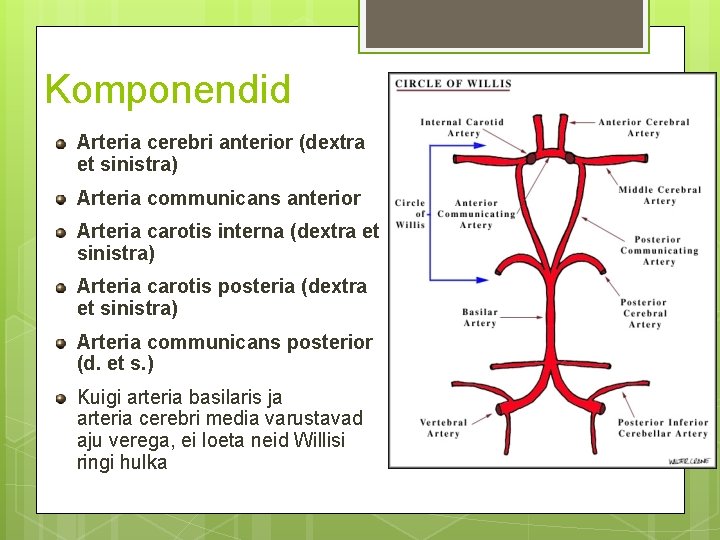 Komponendid Arteria cerebri anterior (dextra et sinistra) Arteria communicans anterior Arteria carotis interna (dextra