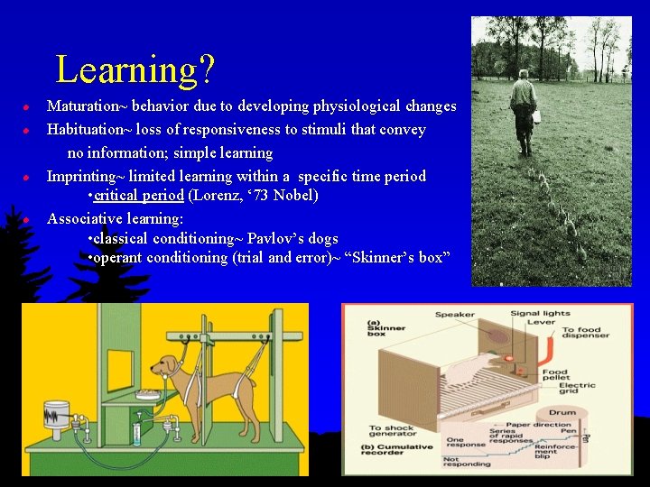 Learning? l l Maturation~ behavior due to developing physiological changes Habituation~ loss of responsiveness