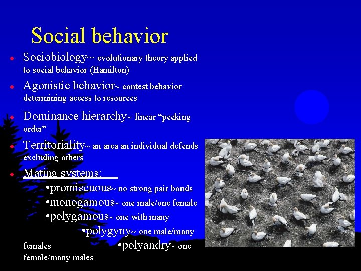 Social behavior l Sociobiology~ evolutionary theory applied to social behavior (Hamilton) l Agonistic behavior~