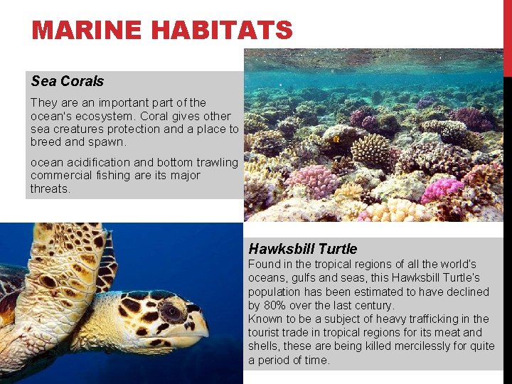 MARINE HABITATS Sea Corals They are an important part of the ocean's ecosystem. Coral