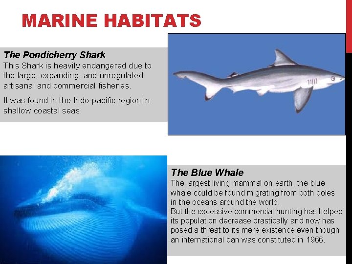 MARINE HABITATS The Pondicherry Shark This Shark is heavily endangered due to the large,
