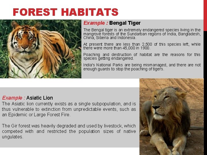 FOREST HABITATS Example : Bengal Tiger The Bengal tiger is an extremely endangered species