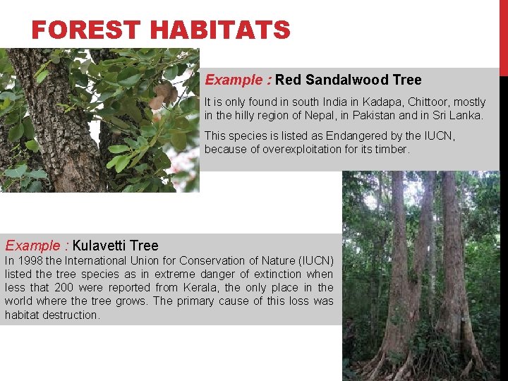 FOREST HABITATS Example : Red Sandalwood Tree It is only found in south India