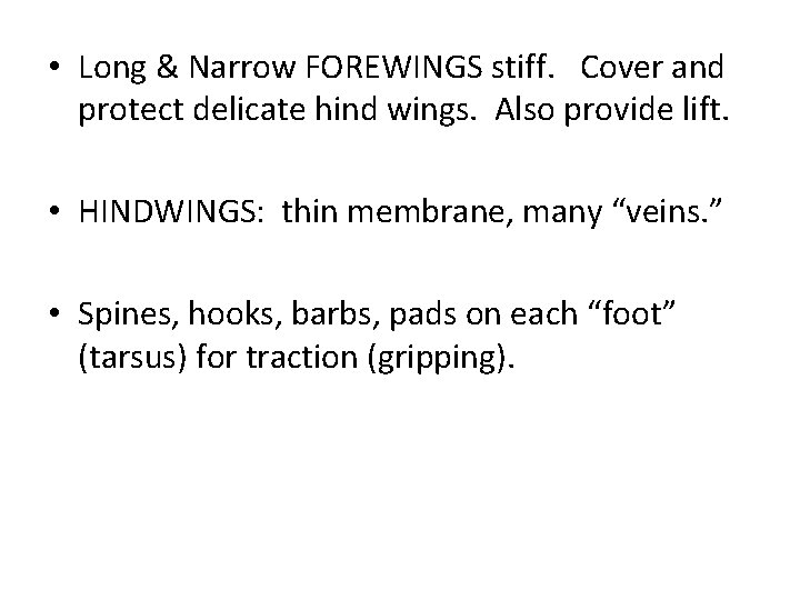  • Long & Narrow FOREWINGS stiff. Cover and protect delicate hind wings. Also