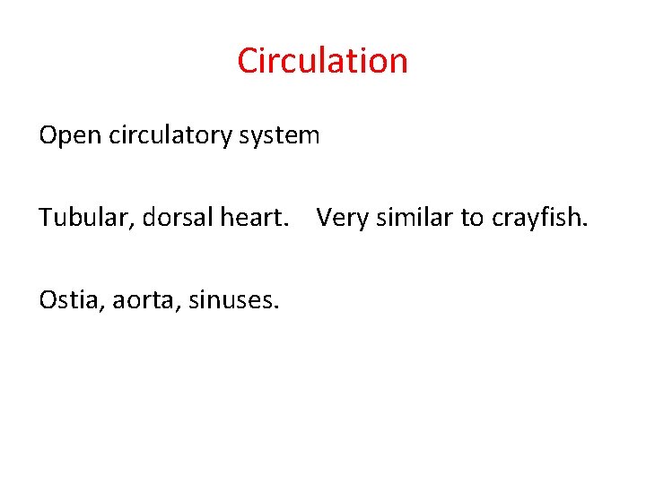 Circulation Open circulatory system Tubular, dorsal heart. Very similar to crayfish. Ostia, aorta, sinuses.