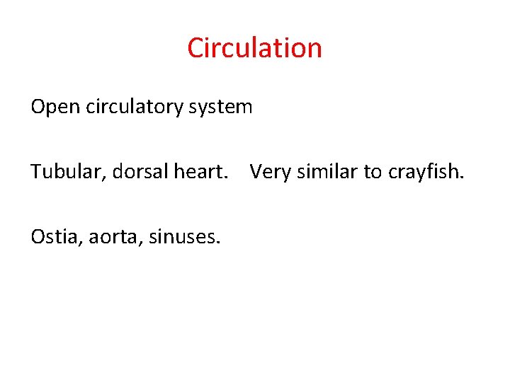 Circulation Open circulatory system Tubular, dorsal heart. Very similar to crayfish. Ostia, aorta, sinuses. Circulation Open circulatory system Tubular, dorsal heart. Very similar to crayfish. Ostia, aorta, sinuses.
