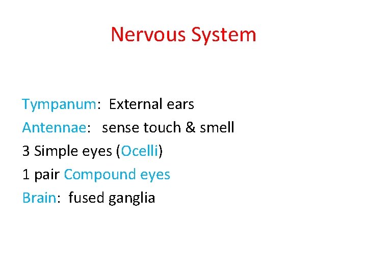 Nervous System Tympanum: External ears Antennae: sense touch & smell 3 Simple eyes (Ocelli) Nervous System Tympanum: External ears Antennae: sense touch & smell 3 Simple eyes (Ocelli)