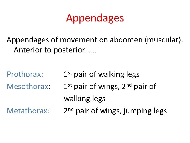Appendages of movement on abdomen (muscular). Anterior to posterior…… Prothorax: Mesothorax: Metathorax: 1 st Appendages of movement on abdomen (muscular). Anterior to posterior…… Prothorax: Mesothorax: Metathorax: 1 st