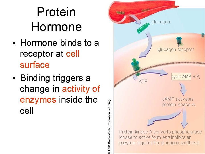 Protein Hormone • Hormone binds to a receptor at cell surface • Binding triggers