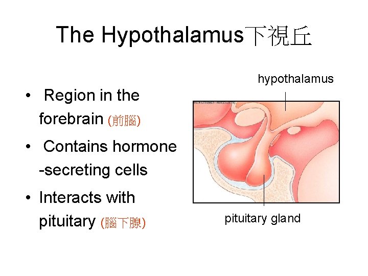 The Hypothalamus下視丘 hypothalamus • Region in the forebrain (前腦) • Contains hormone -secreting cells