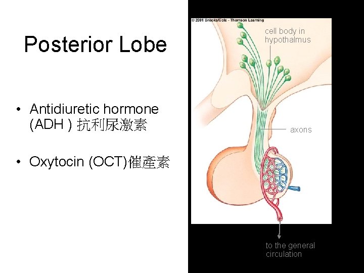 Posterior Lobe • Antidiuretic hormone (ADH ) 抗利尿激素 cell body in hypothalmus axons •
