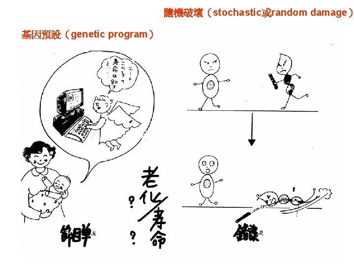 隨機破壞（stochastic或random damage） 基因預設（genetic program） 