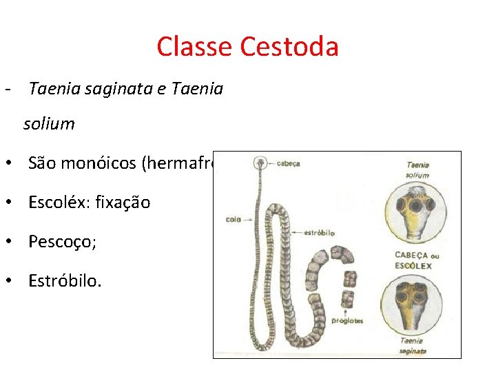 Classe Cestoda - Taenia saginata e Taenia solium • São monóicos (hermafroditas); • Escoléx: