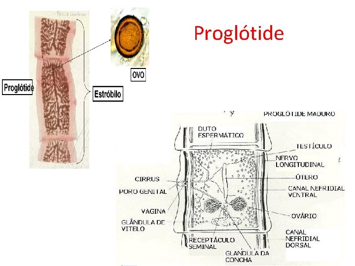 Proglótide 