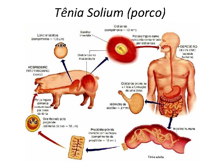 Tênia Solium (porco) (gado) 