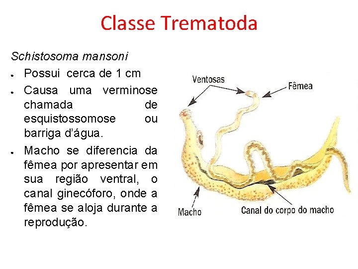 Classe Trematoda Schistosoma mansoni ● Possui cerca de 1 cm ● Causa uma verminose