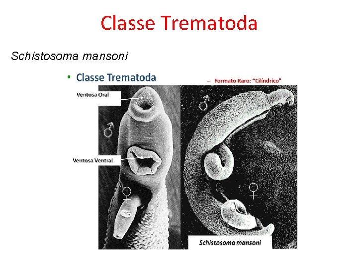 Classe Trematoda Schistosoma mansoni 