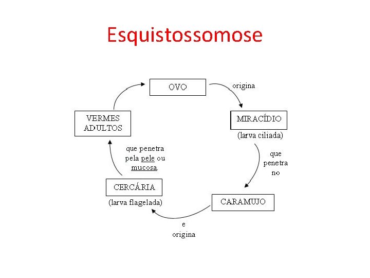 Esquistossomose 