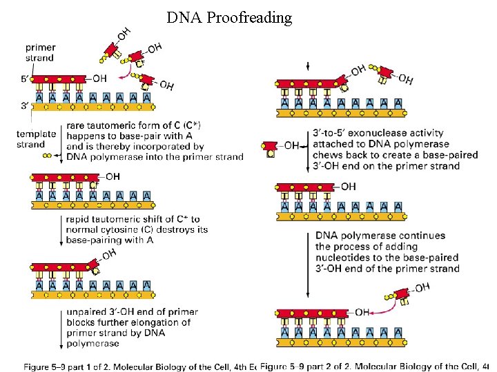 DNA Proofreading 