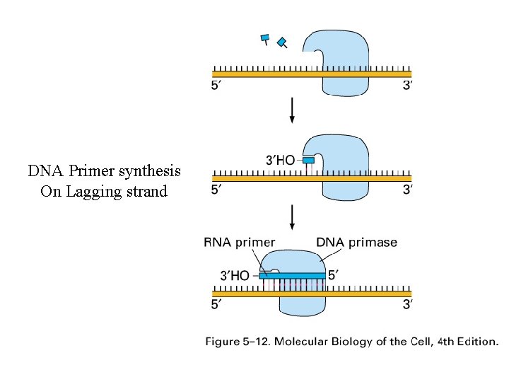 DNA Primer synthesis On Lagging strand 
