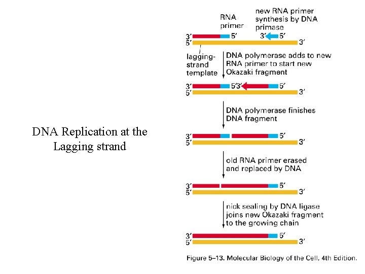 DNA Replication at the Lagging strand 