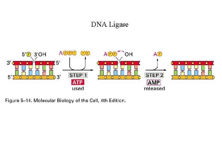 DNA Ligase 