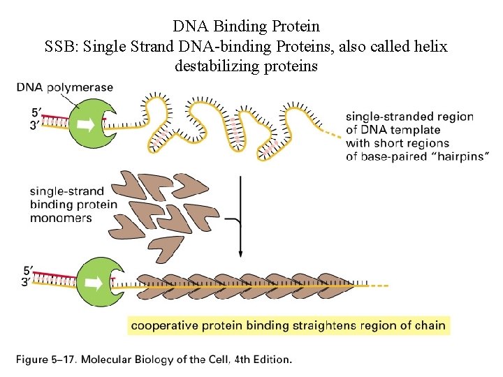 DNA Binding Protein SSB: Single Strand DNA-binding Proteins, also called helix destabilizing proteins 
