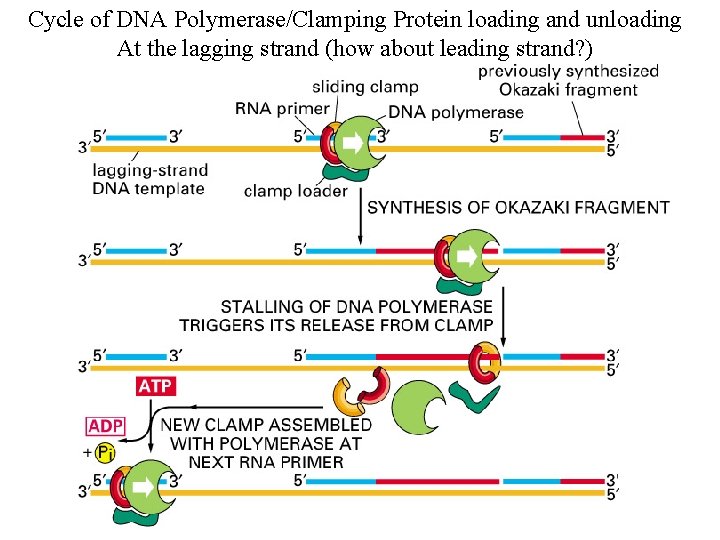 Cycle of DNA Polymerase/Clamping Protein loading and unloading At the lagging strand (how about