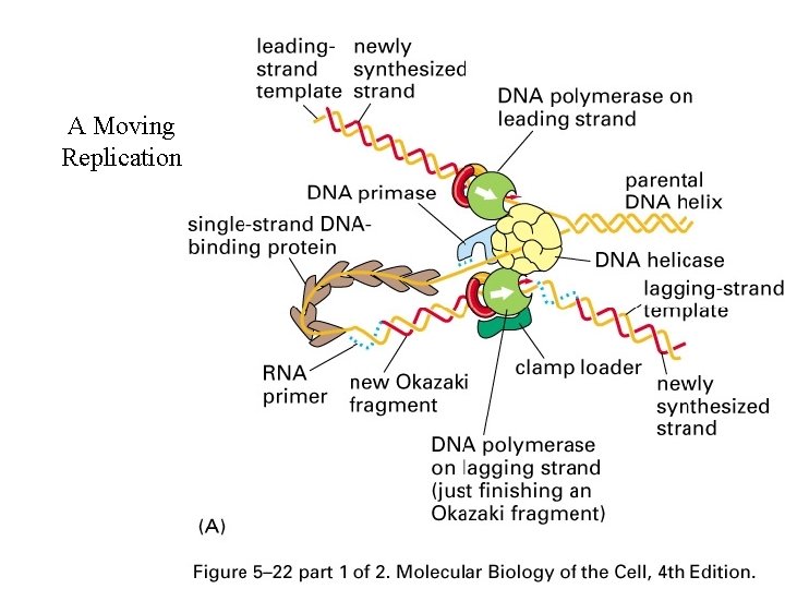 A Moving Replication 