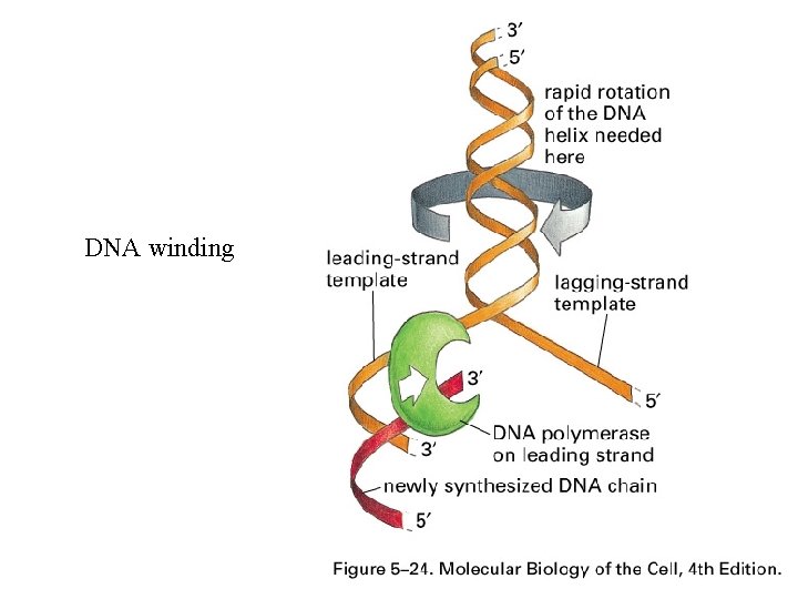 DNA winding 