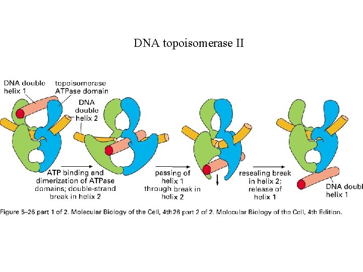 DNA topoisomerase II 