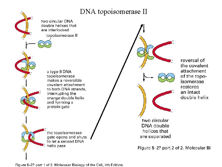DNA topoisomerase II 