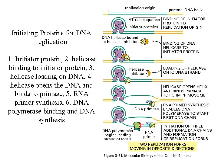 Initiating Proteins for DNA replication 1. Initiator protein, 2. helicase binding to initiator protein,