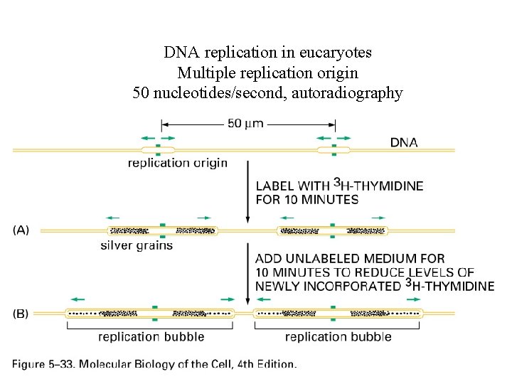 DNA replication in eucaryotes Multiple replication origin 50 nucleotides/second, autoradiography 