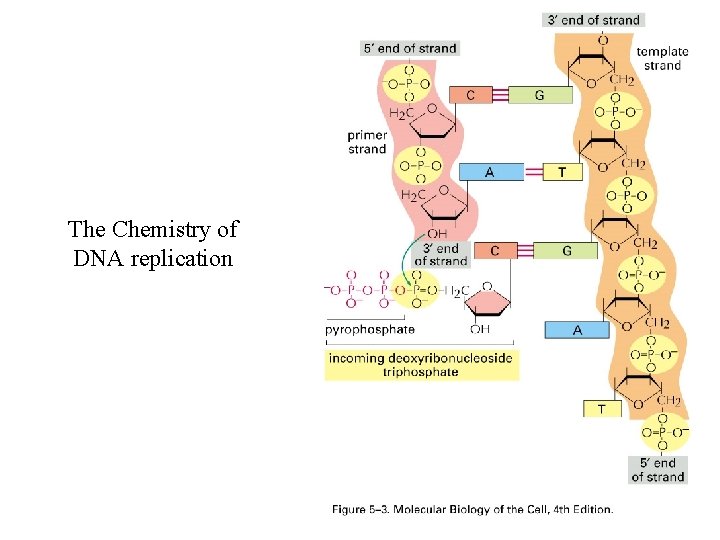 The Chemistry of DNA replication 