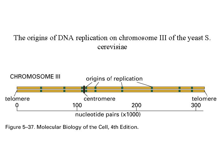 The origins of DNA replication on chromosome III of the yeast S. cerevisiae 