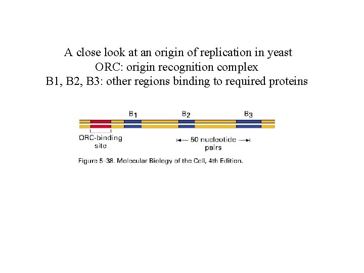 A close look at an origin of replication in yeast ORC: origin recognition complex