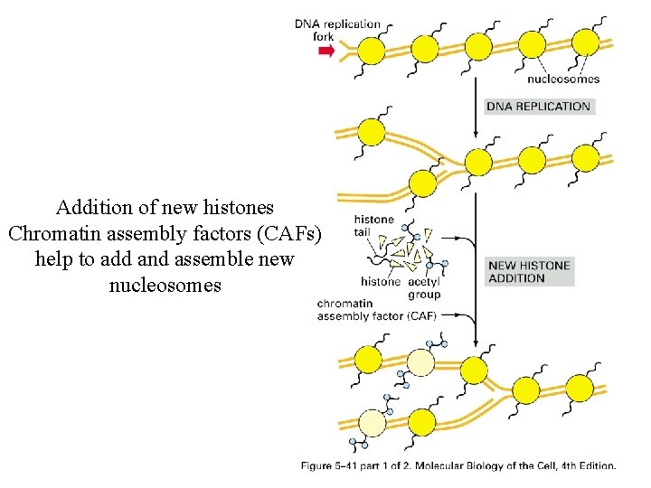 Addition of new histones Chromatin assembly factors (CAFs) help to add and assemble new