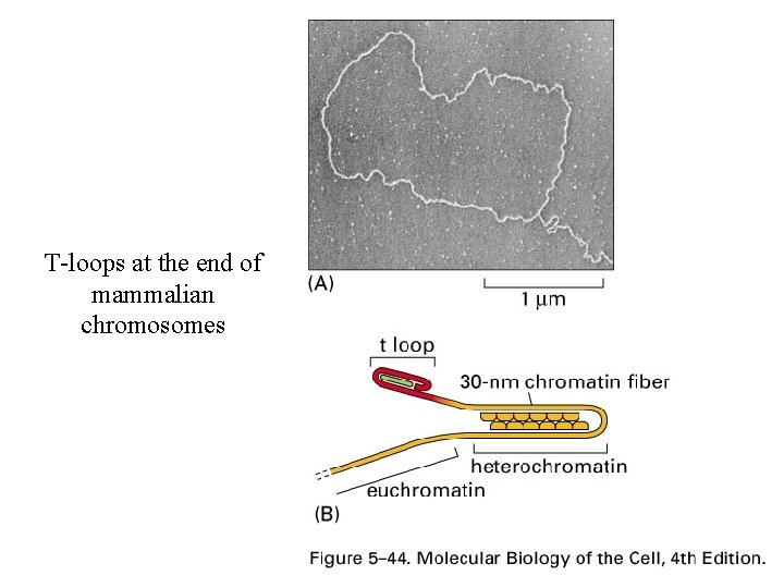 T-loops at the end of mammalian chromosomes 