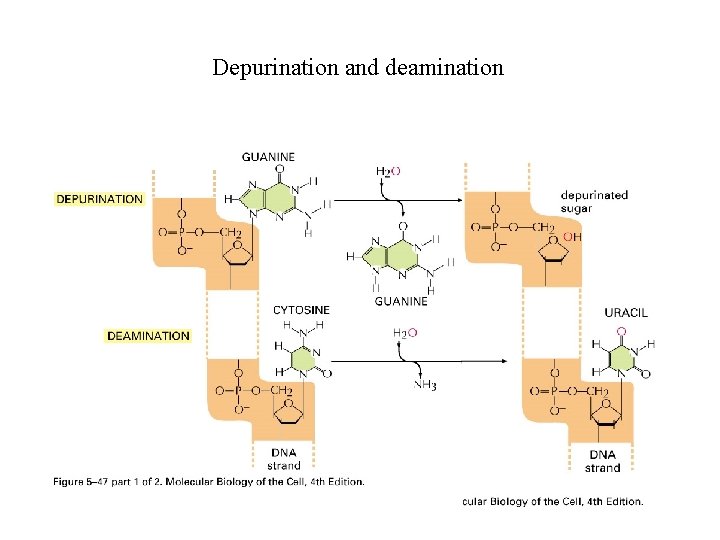 Depurination and deamination 