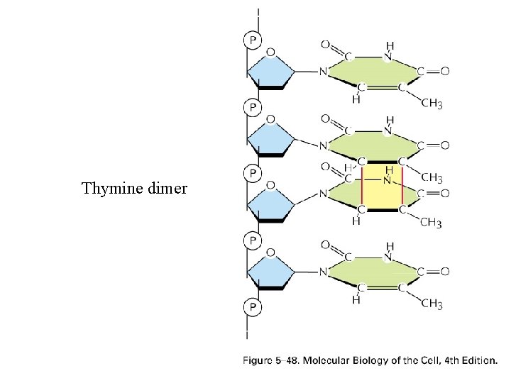 Thymine dimer 