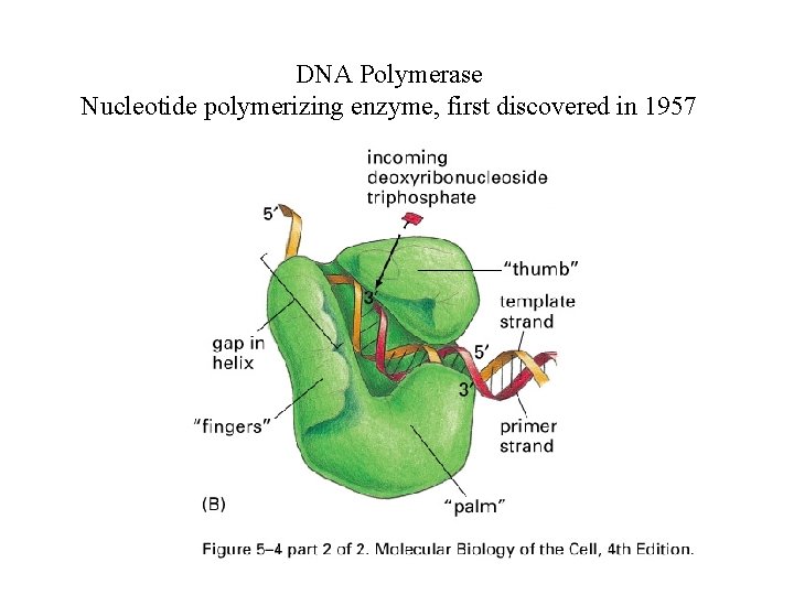 DNA Polymerase Nucleotide polymerizing enzyme, first discovered in 1957 