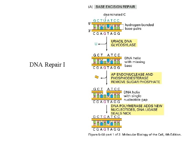 DNA Repair I 