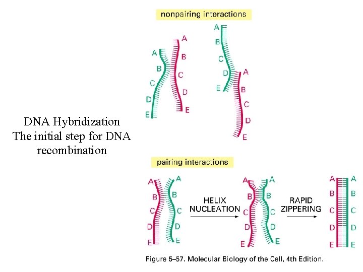 DNA Hybridization The initial step for DNA recombination 