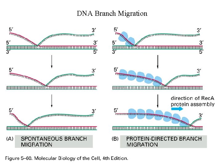 DNA Branch Migration 