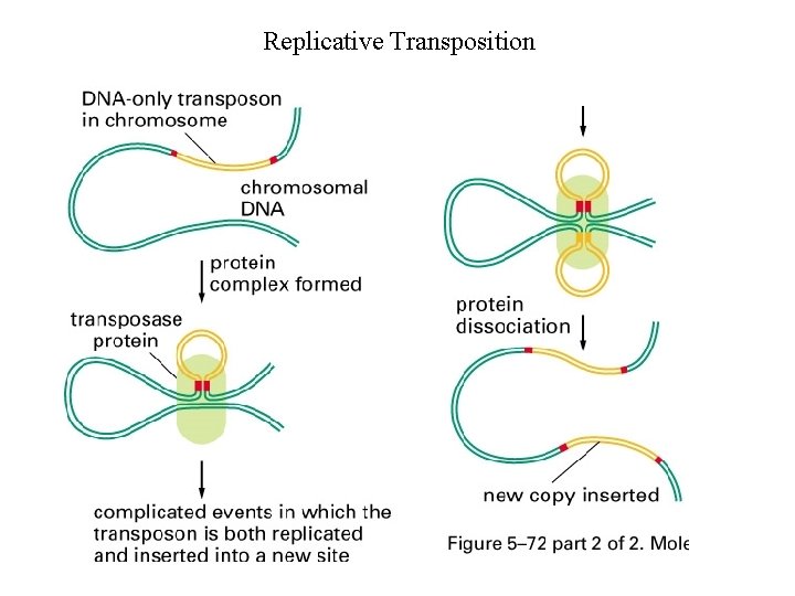 Replicative Transposition 