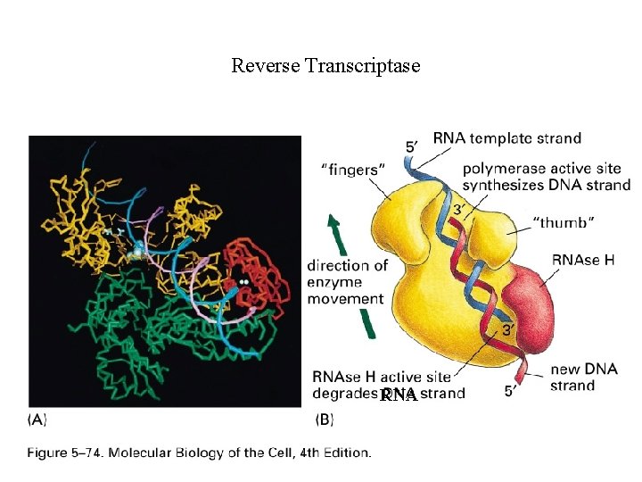 Reverse Transcriptase RNA 