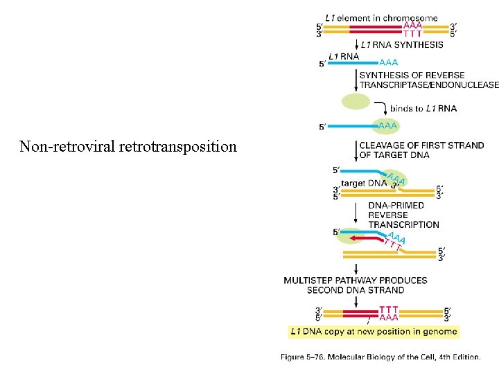 Non-retroviral retrotransposition 